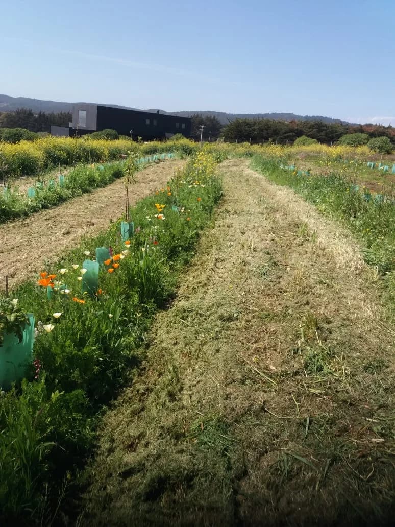 Filas de cultivo regenerativo